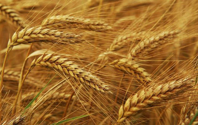 Buğday'ın fiyatı yüzde 20 arttı